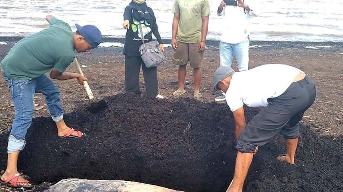 Ikan Dugong Mamalia Laut Yang Mirip Duyung Dan Masih Kerabat Gajah