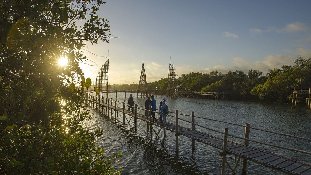 Daya Tarik Wisata Di Hutan Mangrove Kulon Progo Menjelajah Wisata