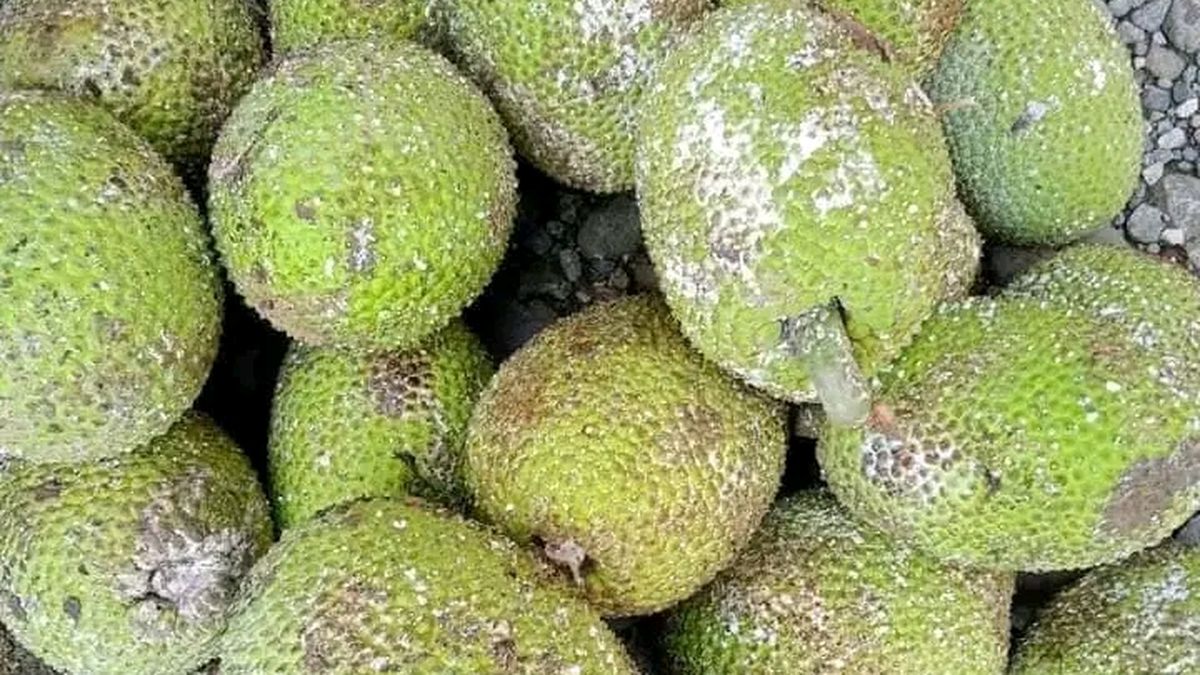 Bisa Jaga Kesehatan Pencernaan Ini Dia Manfaat Makan Buah Sukun Untuk