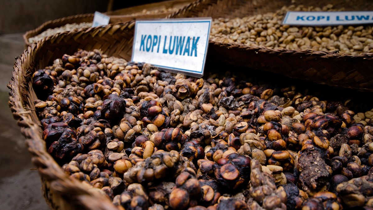 Kopi Luwak Menggali Manfaat Luar Biasa Dari Kopi Yang Unik Langka