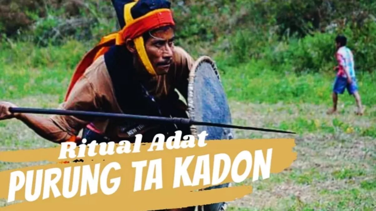 Intip Prosesi Ritual Adat Purung Ta Kadonga Ratu Warisan Budaya