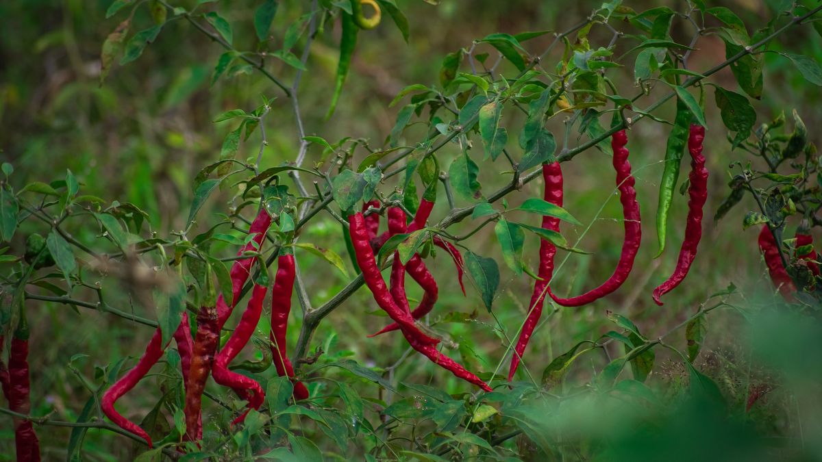 Ini Cara Menanam Cabe Agar Bisa Tumbuh Subur Dan Berbuah Banyak Cukup