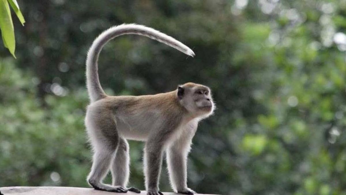 Kawanan Monyet Masih Terlihat Berkeliaran Di Kota Bandung Ini Kata