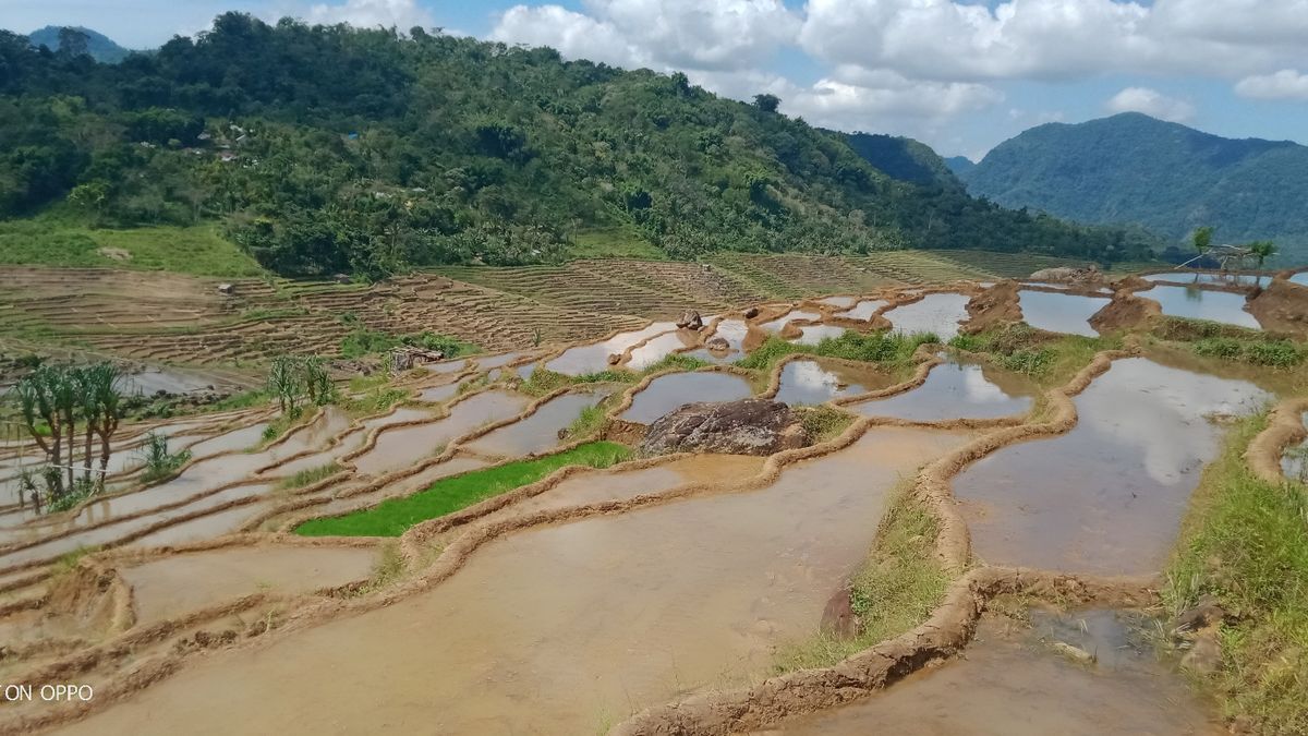 Melihat Sawah Terasering Di Manggarai Timur Suguhkan Pemandangan Alam