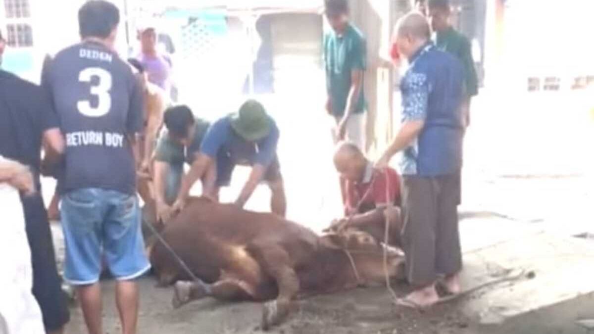 Dkm At Taqwa Sembelih Satu Sapi Dan Tiga Domba Di Hari Raya Idul Adha