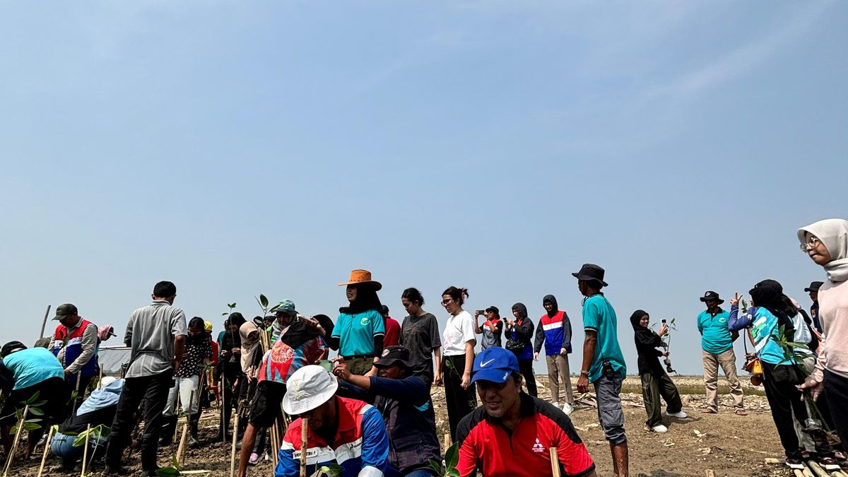 Pt Pertamina Ep Subang Field Dan Iatl Itb Tanam Pohon Mangrove Di