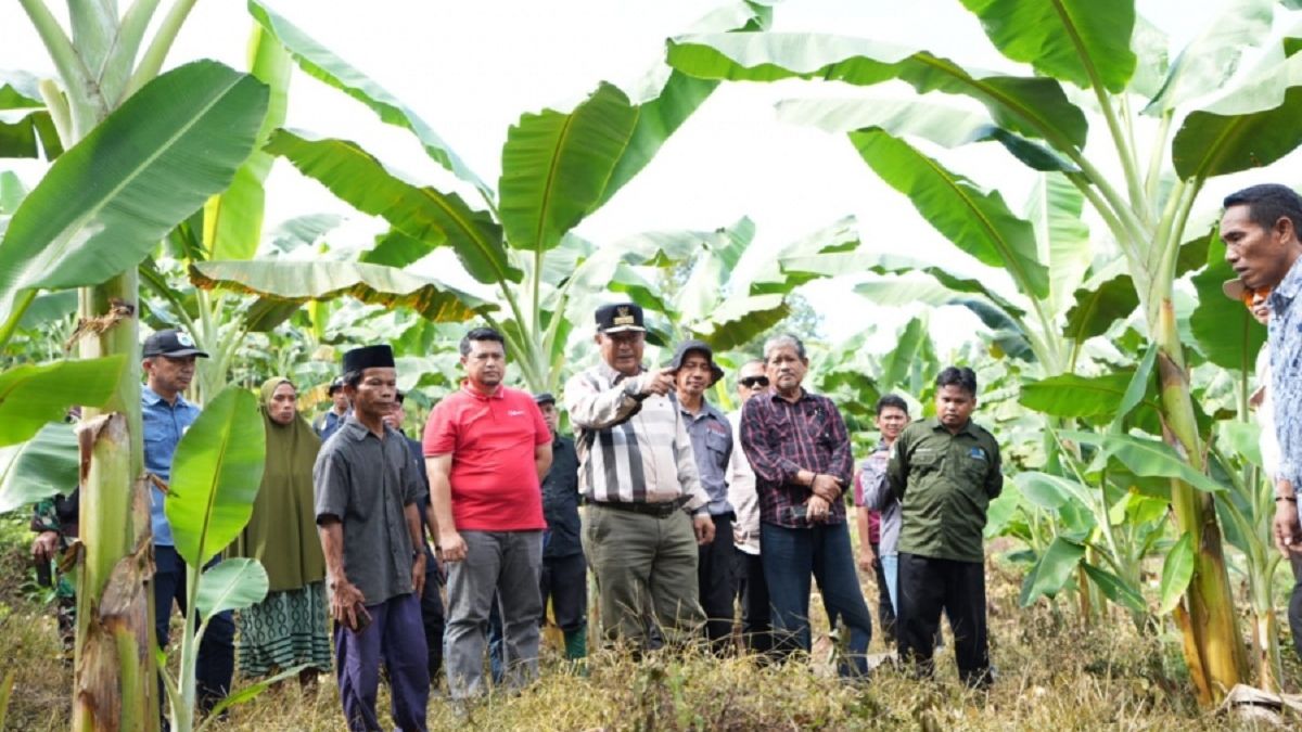 Serius Industrikan Pisang Kepo Di Sulbar Pj Bahtiar Boyong OPD Nya