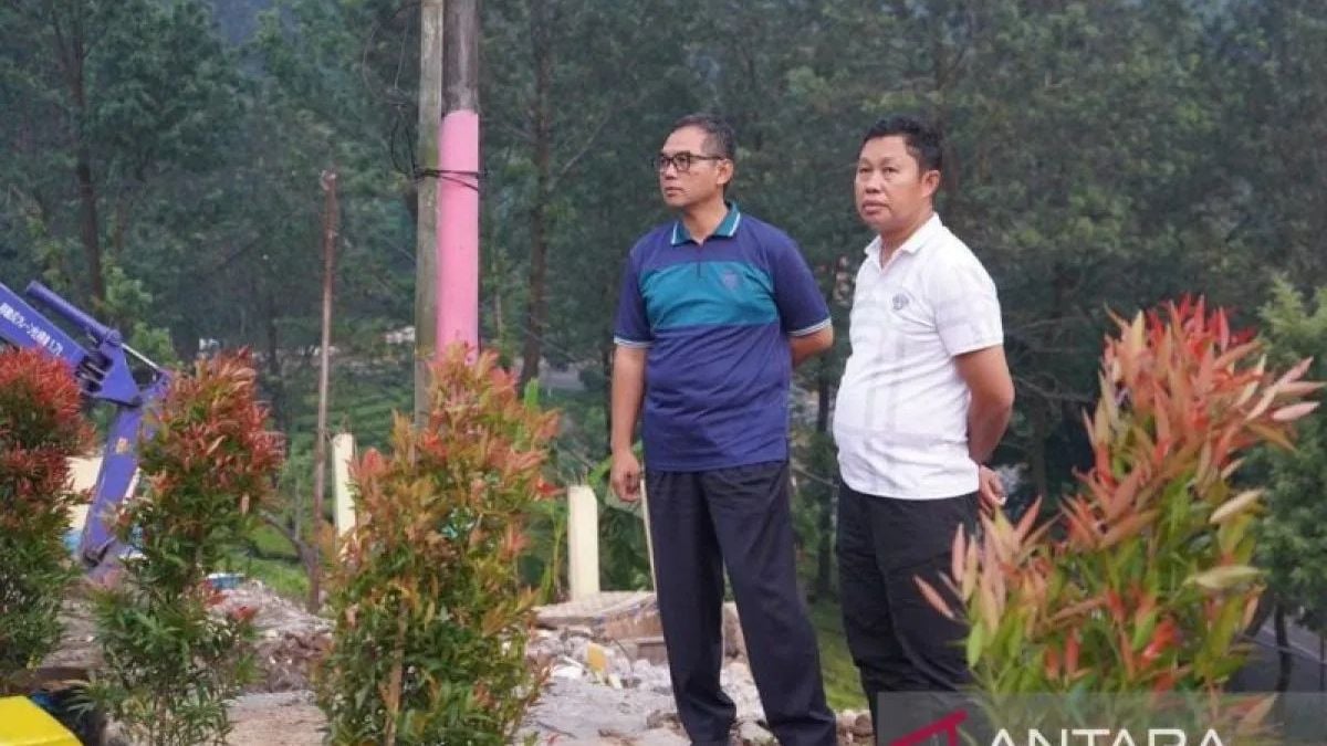 Tanaman Pucuk Merah Tutupi Lahan Bekas Pkl Puncak Yang Ditertibkan