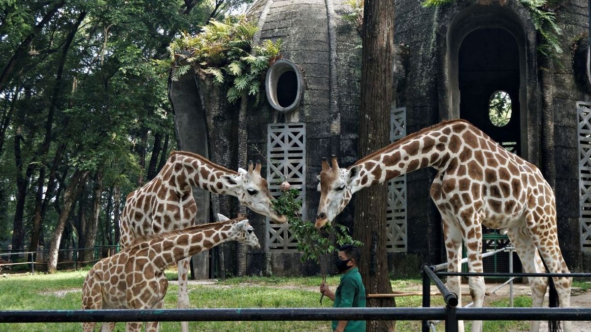 Tiket Masuk Ragunan Fasilitas Dan Jam Operasional