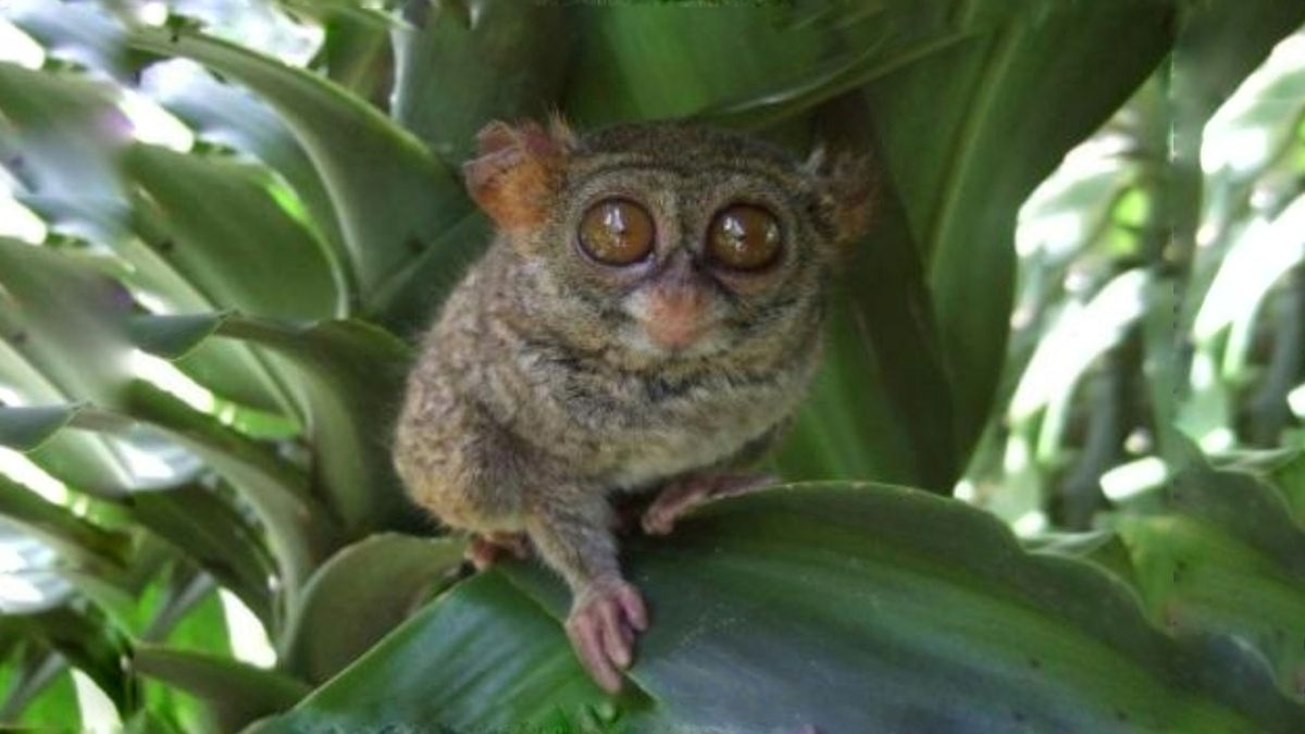 Ini Keistimewaan Tarsius Primata Imut Nan Romantis Dari Tanah Sulawesi