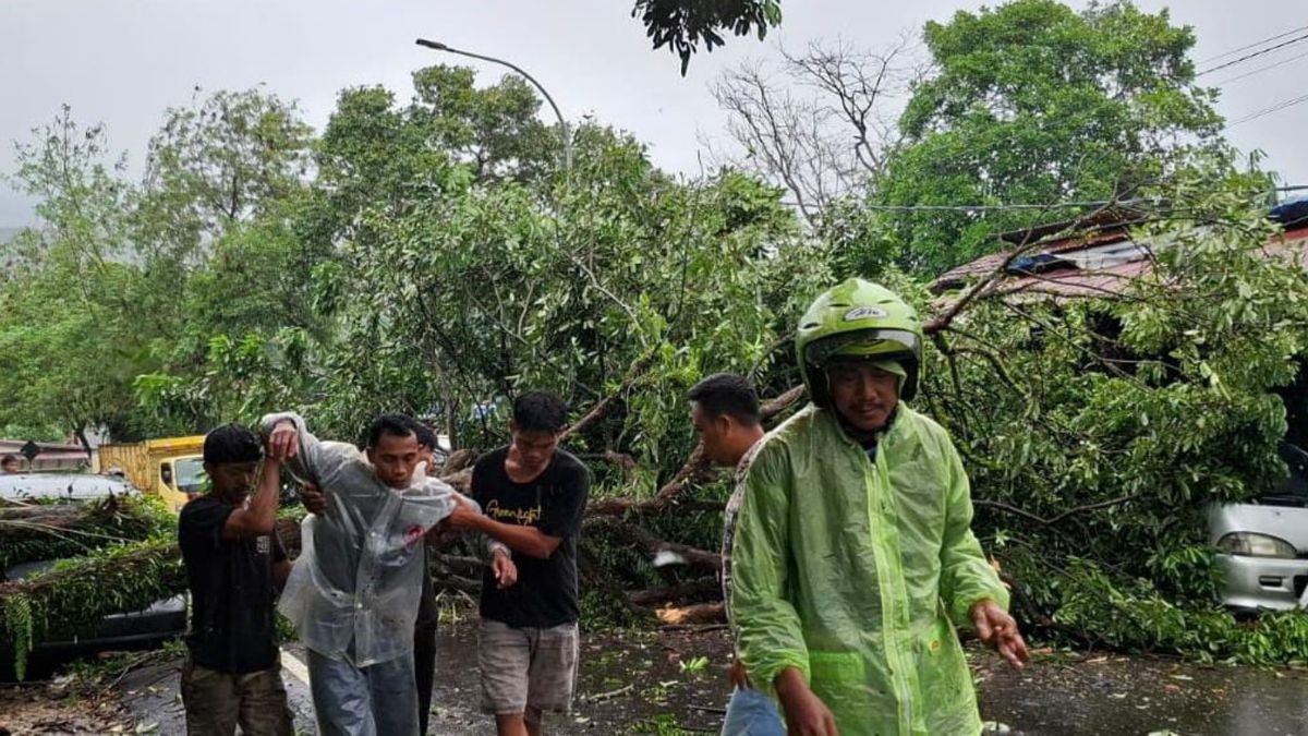 2 Pengendara Sepeda Motor Tertimpa Pohon Tumbang Di Jalan Raya Saketi