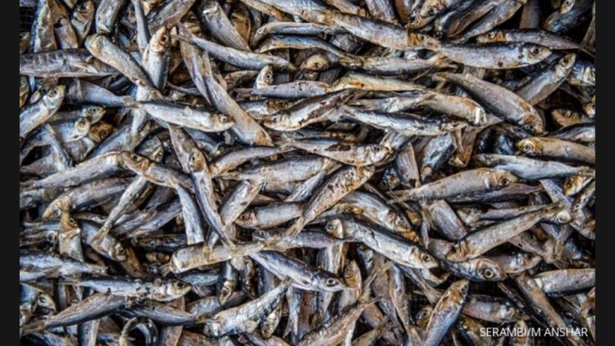 Ikan Asin Lauk Ciri Khas Saat Musim Tanam Padi Bagi Petani Di