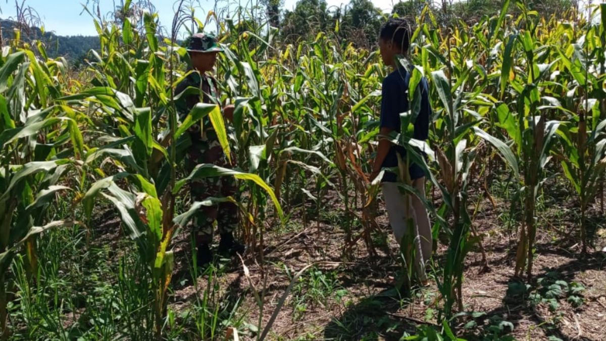 Babinsa Koramil Petasia Gelar Pendampingan Ketahanan Pangan