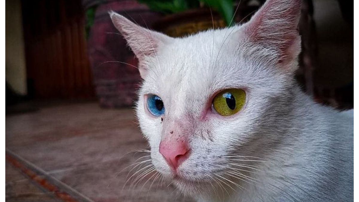 Jangan Anggap Remeh Inilah Penyebab Mata Kucing Belekan Dan Cara