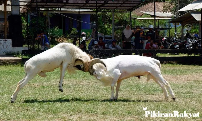 Domba Garut Kabupaten Bandung Lebih Terkenal Dari Daerah Asalnya