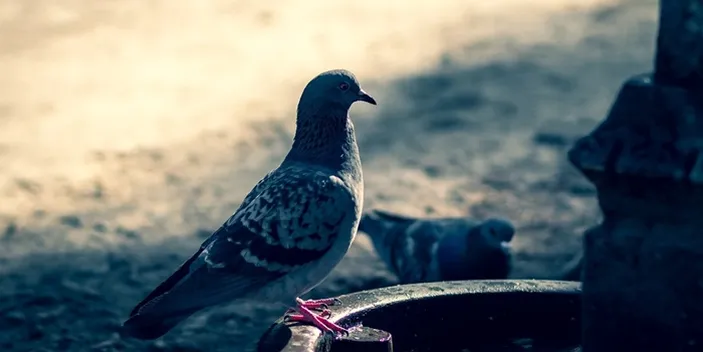 Jadi Burung Termahal Di Indonesia Merpati Ini Dibanderol Rp Miliar