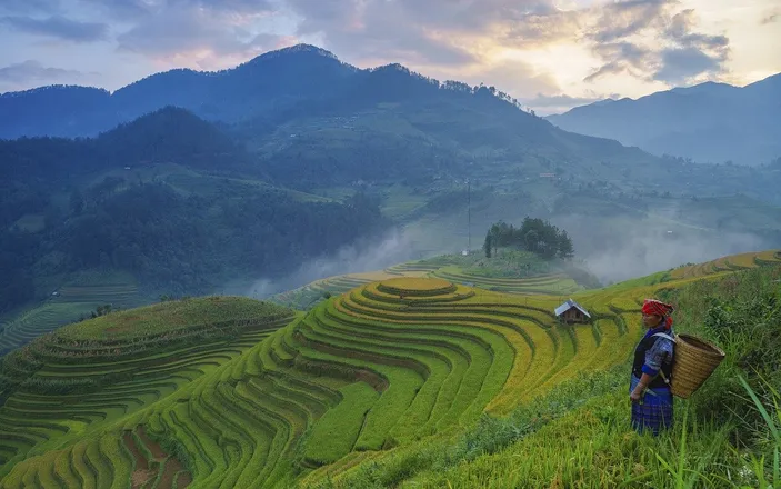 Apa Perbedaan Antara Tempat Hidup Tanaman Padi Dan Teh Kunci Jawaban