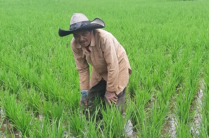 Petani Keluhkan Ketiadaan Bantuan Pupuk Dari Pemerintah