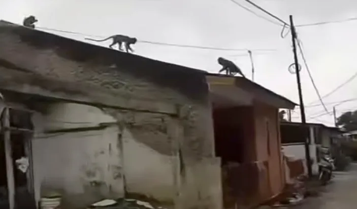 Gerombolan Monyet Jarah Rumah Warga Cileunyi Bandung Diduga Dari