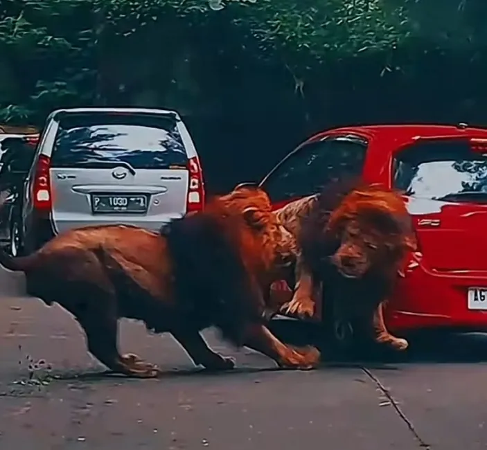 Viral Video Singa Tabrak Mobil Di TikTok Sandiaga Uno Minta Wisatawan