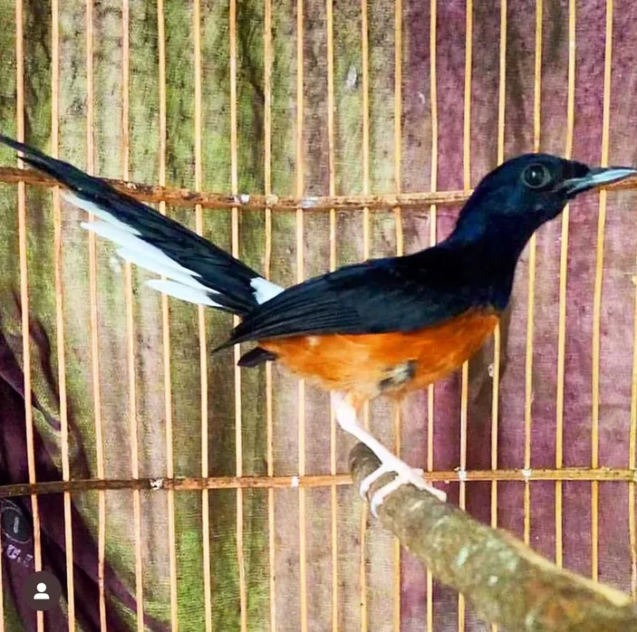 Cara Setting Kroto Pada Burung Murai Batu Yang Tepat Jangan Lakukan