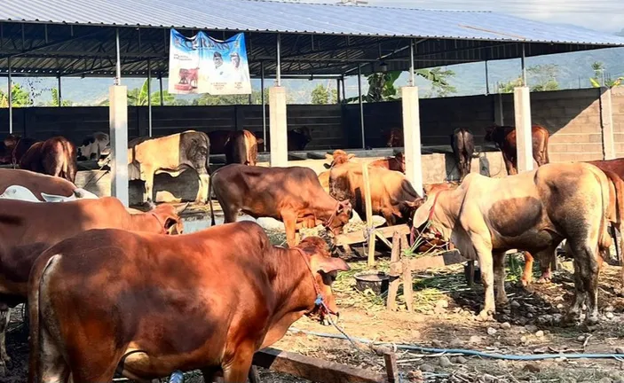 Hukum Kurban Untuk Orang Tua Yang Sudah Meninggal Pahami Dulu Hal Ini