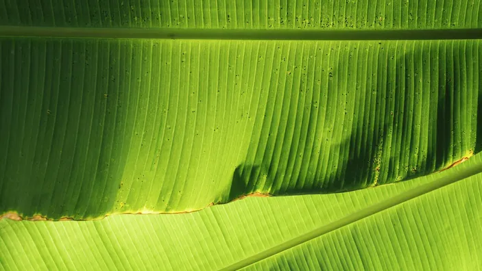 Pohon Serbaguna Mengungkap Rahasia Manfaat Pohon Pisang Untuk