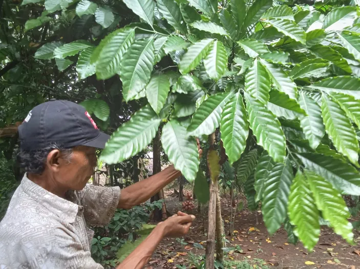 Lirik Potensi Kopi Puhu BUMDes Bandung Kabupaten Pandeglang Akan