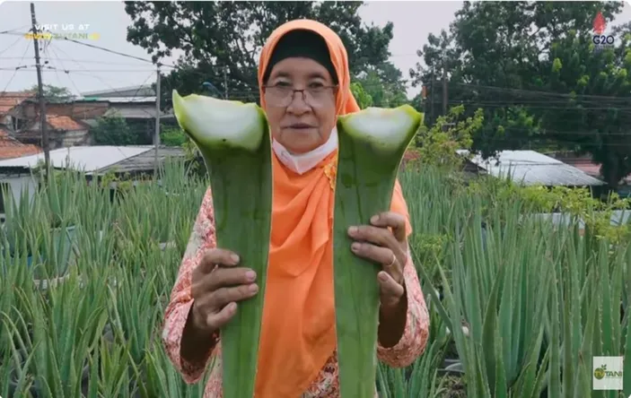 Omset Rp Juta Sebulan Hanya Budidaya Lidah Buaya Di Atas Rumah