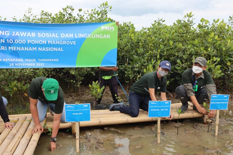 Pnm Tanam Mangrove Di Desa Ketapang Tangerang