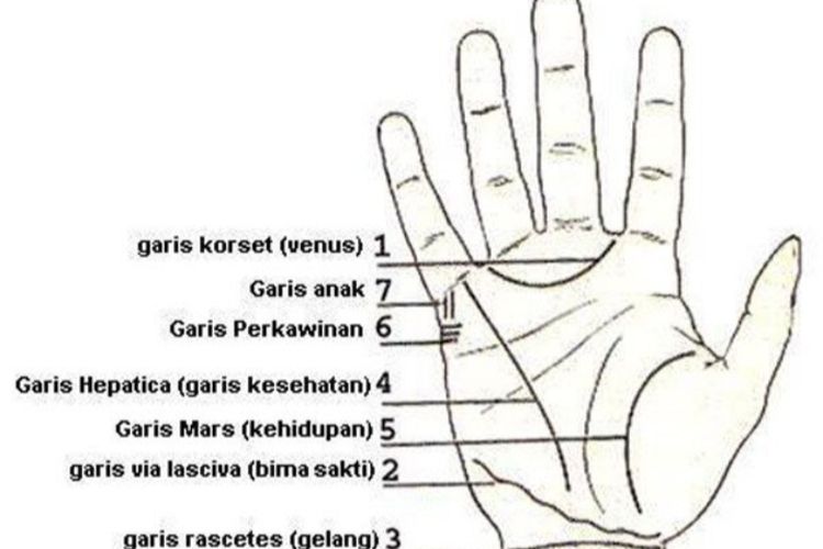 Cara Membaca Palmistri Atau Arti Garis Dari Tangan Portal Kotamobagu