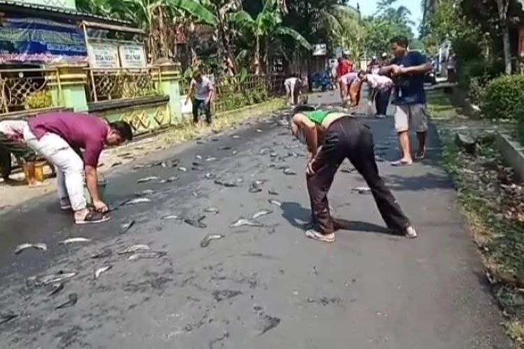 Warga Desa Pagak Banjarnegara Parak Ikan Lele Di Jalanan Begini