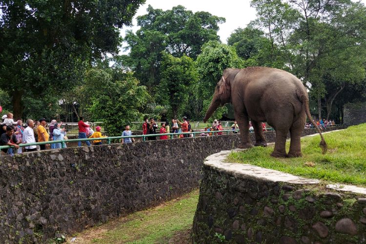 Cara Pesan Tiket Kebun Binatang Ragunan Jakarta Destinasi Favorit Saat