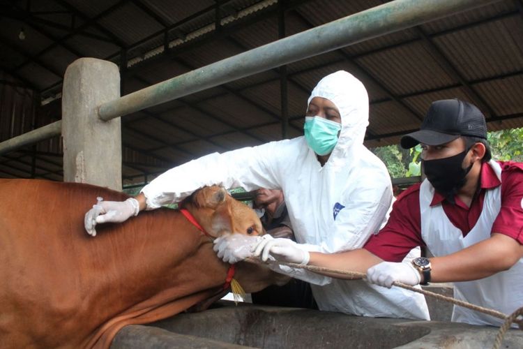 Penjelasan Kementan Soal Stok Hewan Kurban Jelang Idul Adha Kurang