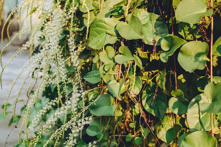 Galau Dengan Jerawat Meradang Yuk Bikin Masker Sendiri Dari Daun Binahong