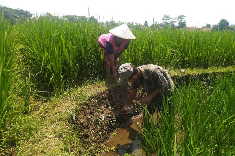 Tikus Serang Puluhan Hektare Sawah Di Tasikmalaya Risiko Gagal Panen