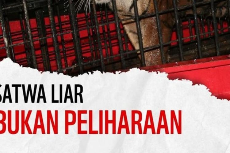 WWF Satwa Liar Bukan Peliharaan Kecam Adanya 7 Harimau Alshad Ahmad