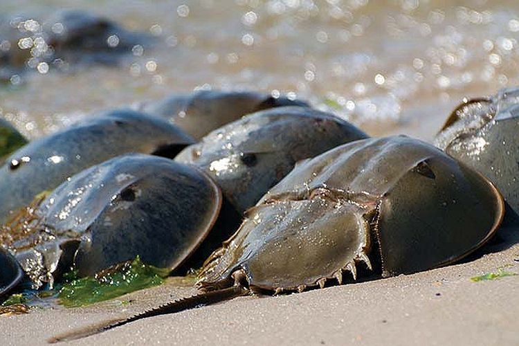 Mengenal Belangkas Kepiting Tapal Kuda Yang Telah Hidup Sebelum Era