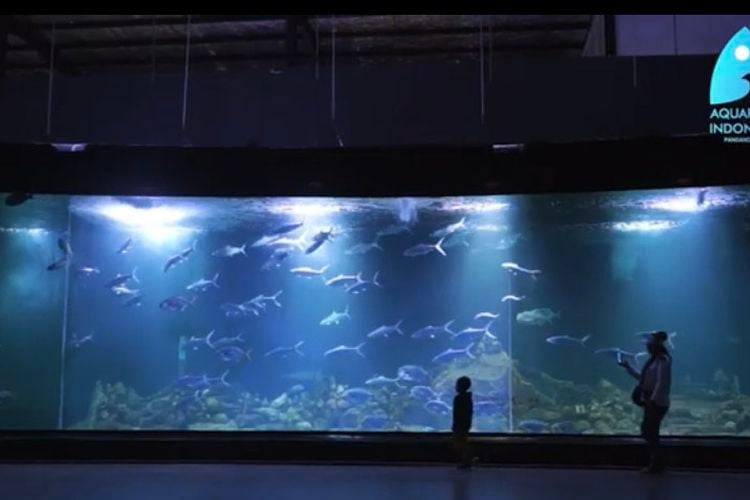 Wow Megah Aquarium Indonesia Pangandaran Wisata Edukasi Aneka Biota