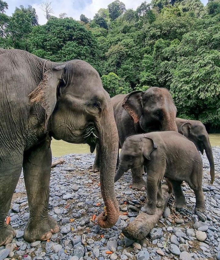 Hore Arti Mimpi Gajah Ternyata Pertanda Rezeki Menurut Primbon Jawa