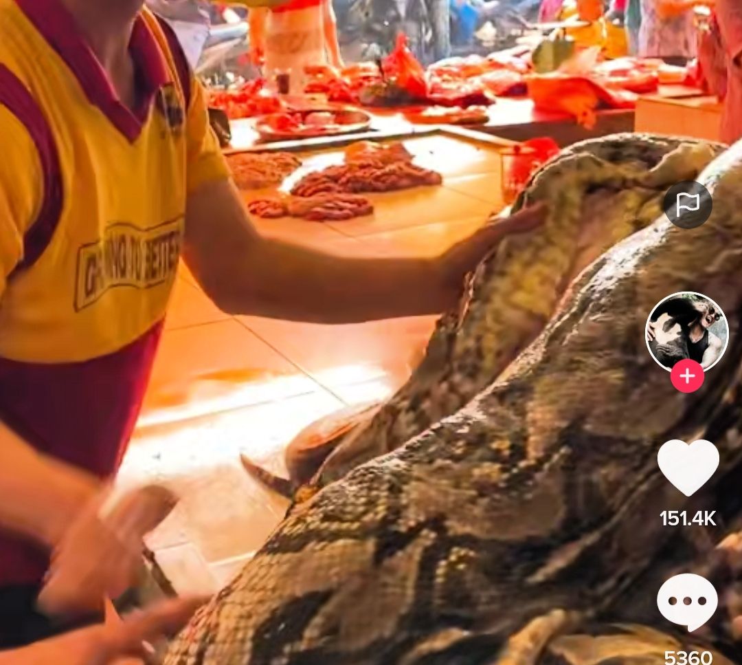 WOW Viral Video Daging Ular Piton Dijual Di Pasar Netizen Pasar