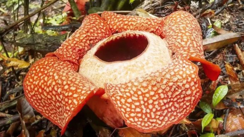 Bunga Rafflesia Mekar Sempurna Di Bengkulu Masyarakat Diimbau Tidak