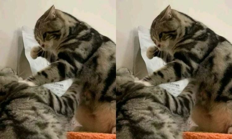 10 Foto Tingkah Nyeleneh Kucing Yang Sedang Viral Dijamin Mengocok