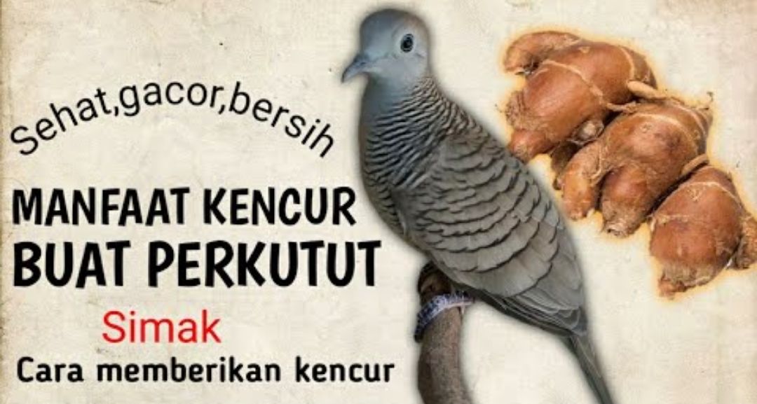 Selain Bisa Bikin Perkutut Gacor Kencur Juga Punya Berbagai Khasiat