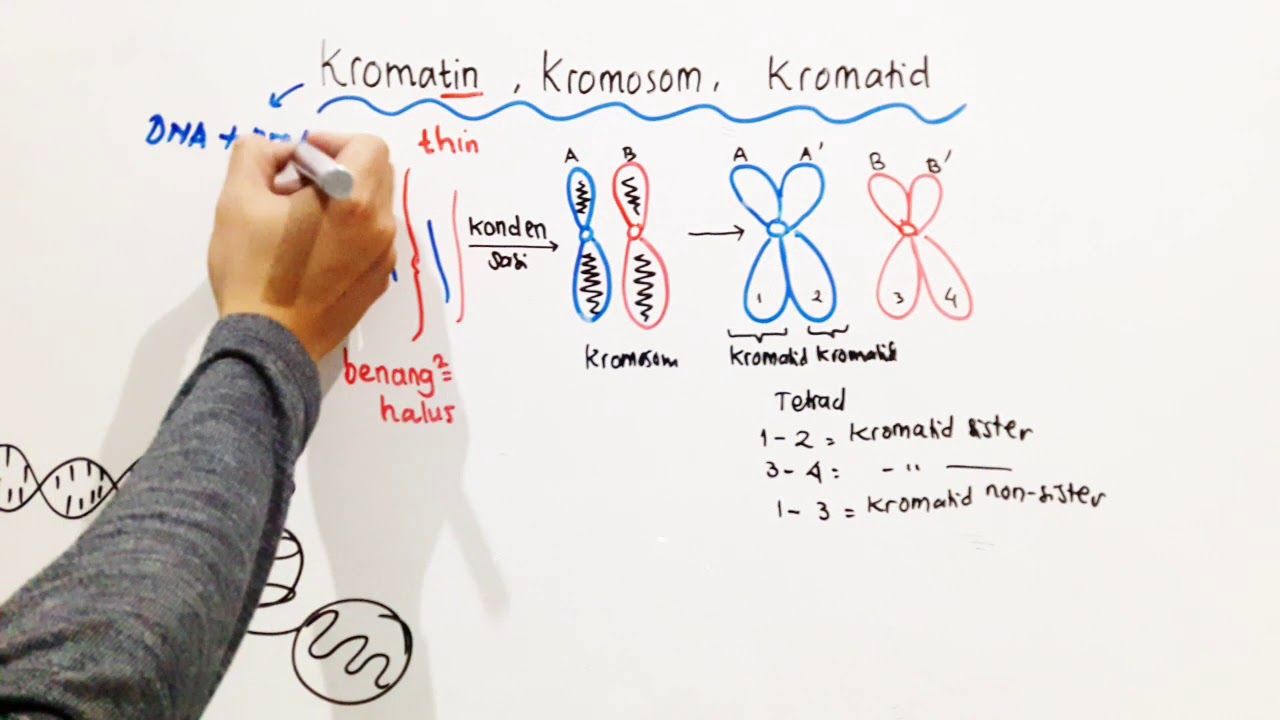 Kromatid Itu Apa Apa Bedanya Dengan Kromosom Ini Penjelasan