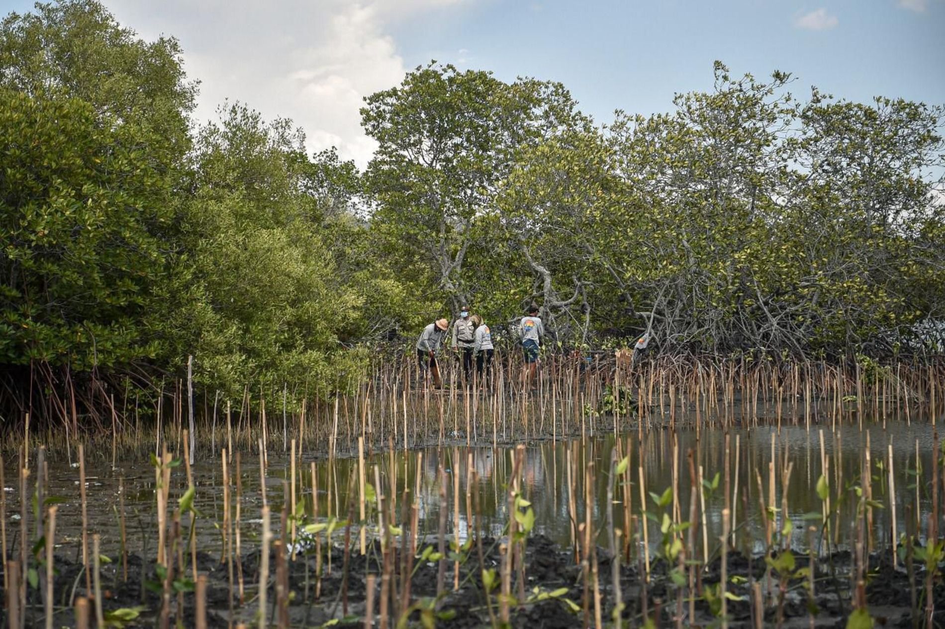 Hari Mangrove Sedunia Sejarah Pentingnya Dan Tantangan Di Indonesia