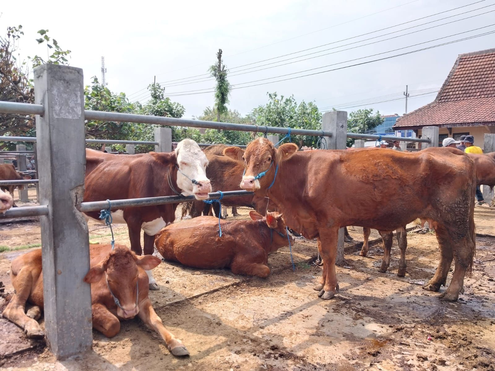 Di Kab Tasik Puluhan Sapi Mati Terkena Wabah Pmk Ide Jabar