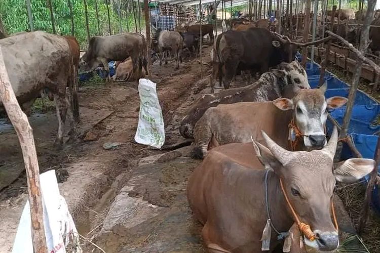 Update Harga Sapi Sabtu Juli Sapi Simental Dan Sapi Putih