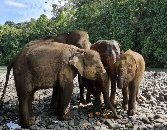 Cek Arti Mimpi Naik Gajah Yang Dihiasi Indah Apakah Pertanda Membawa