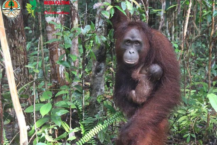 Sunar Nama Seekor Bayi Orang Utan Yang Lahir Di SM Lamandau Dari Induk